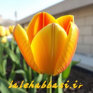 laleahbbasi.ir